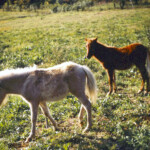 BabyPoniesInPastureSept1965