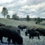 Buffalo in Custer State Park, SD Aug1961