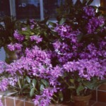 CDWalkersOrchidFeb1963