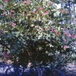 CDWalkersOrchidTreeJan27_1963