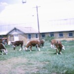 CowsOutApr25_1963 How did that happen?