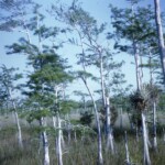 CypressTreesEvergladesMar1963