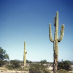 I must have been hot here in August. The slide is labeled "DesertYumaArizona120DegsAug1961"