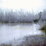 EvergladesJan17_1963_3