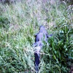 Flamingo Fla Alligator On SharkTooth Rd Mar25_1965