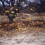 FrostKilledOrangesAndGrapefruitJan6_1963