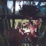 GiantOrchidsBayfrontParkApril1_1965