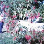 GrandpaByTreeFeb1963