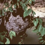 Closer shot of the hornets' nest at the creek, summer 1961. In a beech tree.