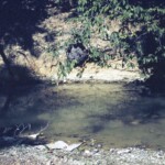 Summer 1961 - a big hornets' nest down at the creek.