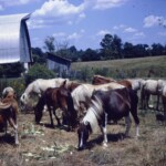 HorsesOnTheFarmSummer1965