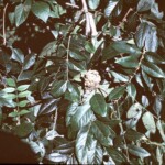 This is a hummingbird's nest. 1961.