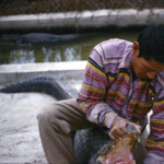 IndianRiverCityJan6_1963 Alligator wrestling