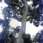 MahoganyTreeEvergladesJan17_1963