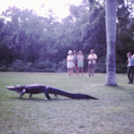 Mark Joe Alligator At Palm Hammock Everglades Dec30_1966