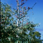 MrsOoleysTreeFeb1963