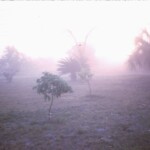 OurSideYardMar1963 Grandma Crum took this picture of the yard of their home in Homestead, FL