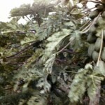 PapayasFloridaCanalJan1963