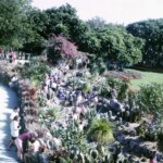 ParrotJungleDec28_1966