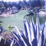 ParrotJungleDec28_1966_3