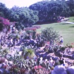 ParrotJungleDec28_1966_4