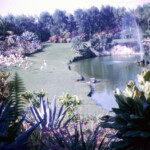 ParrotJungleDec28_1966_5