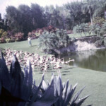 ParrotJungleDec28_1966_6