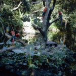 ParrottJungleMiamiDec28_1965_2