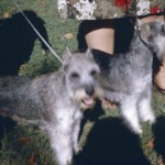 PeytonsSchnauzersPratherReunionSept5_1966