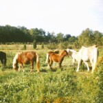 PoniesByTheGateSept1965