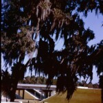 TreeMossTallahassee66