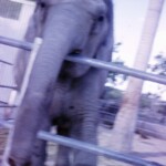 Nothing written on this slide. But it looks like a member of the order Proboscidea.