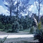 ViewFromHomesteadHouseMar1963