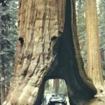 Yosemite Park Aug 1961