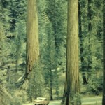 Yosemite Park August 1961
